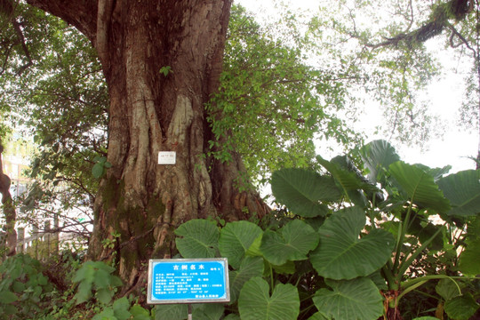 蒙山古榕树