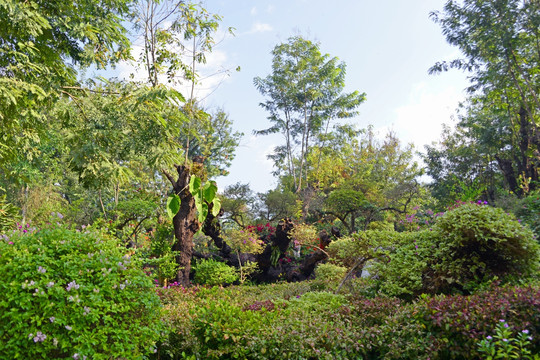 曼听公园 傣王宫御花园小景