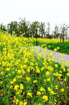 油菜花