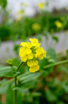 油菜花