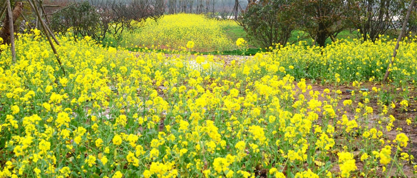 油菜花