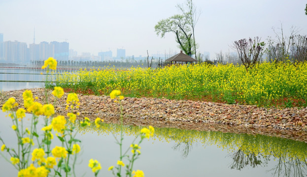 油菜花