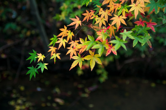 秋天五彩的枫叶树叶