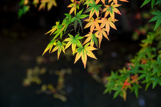 秋天五彩的枫叶树叶