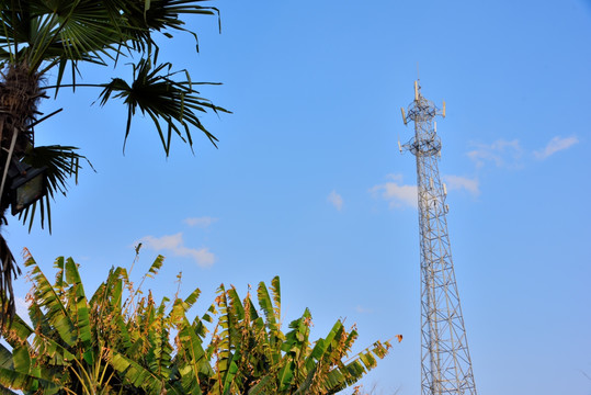 热带植物和信号塔