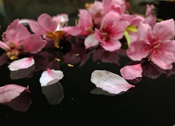 桃花花瓣