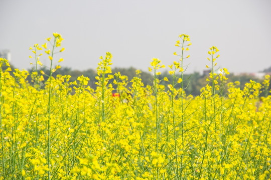 油菜花