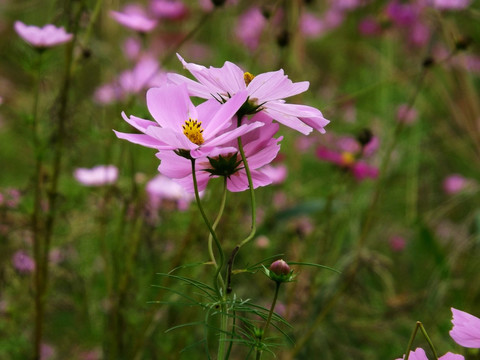 格桑花