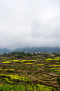 安徽绩溪家朋油菜花