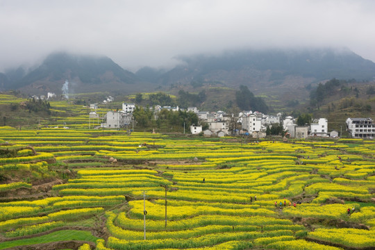 安徽绩溪家朋油菜花