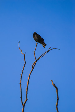 树上的乌鸦