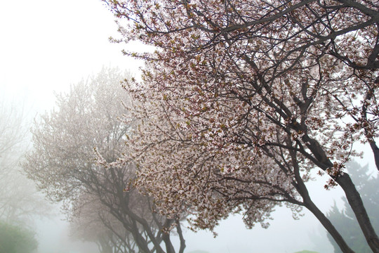 雾里赏花