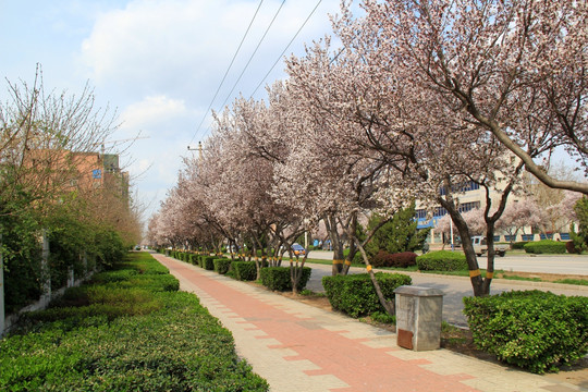 春天 街景