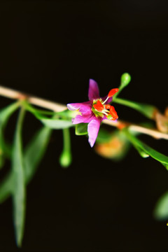 枸杞子花