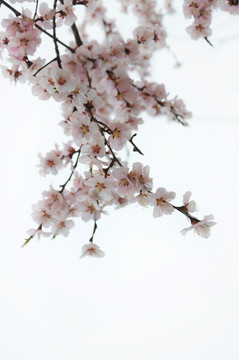白色背景的粉色桃花
