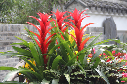 凤梨