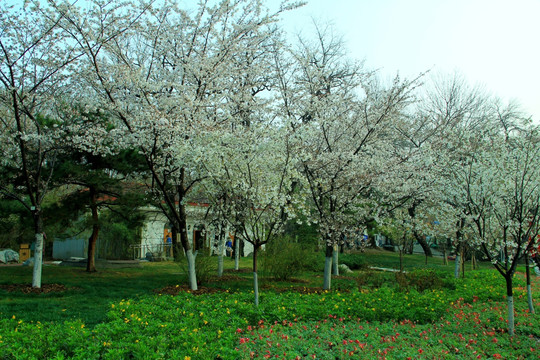 樱花树