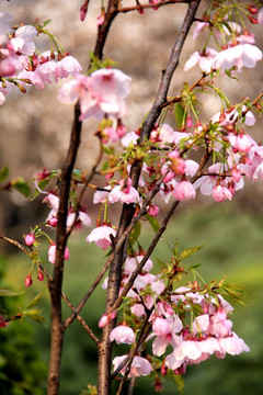 樱花