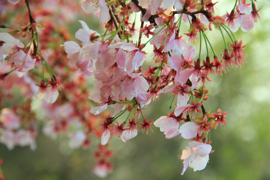 樱花