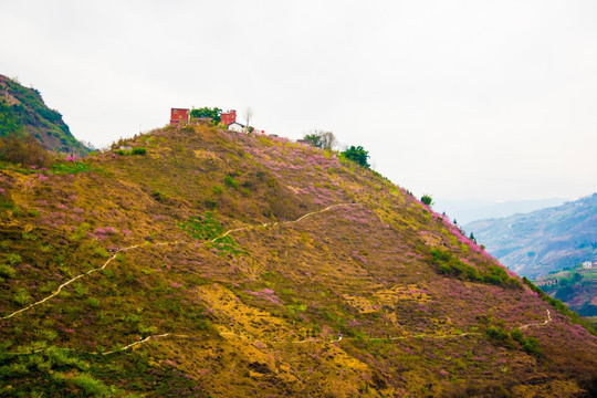山丘 桃花