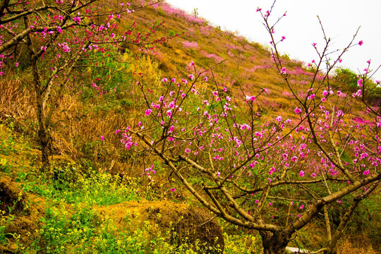 桃花
