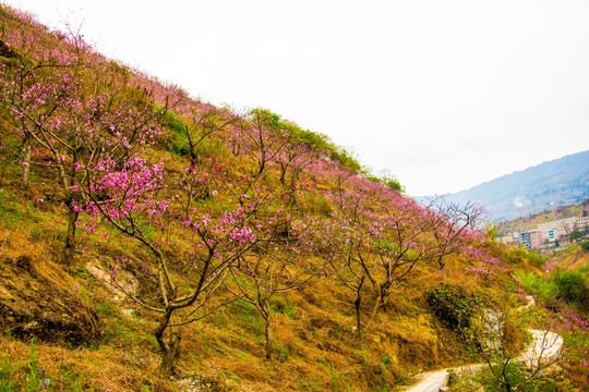 桃花