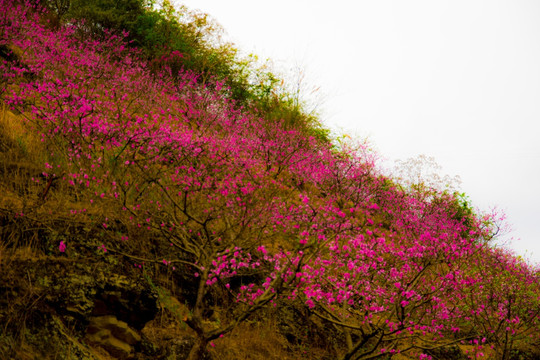 桃花