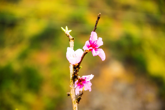 桃花