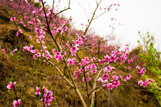 桃花