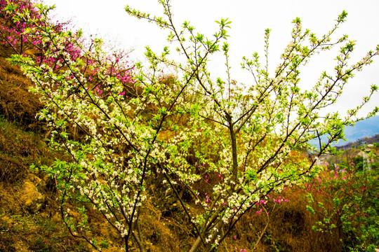 李花 白花