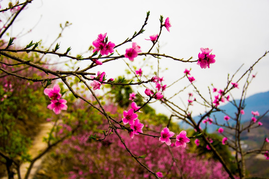 桃花