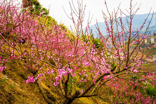 桃花