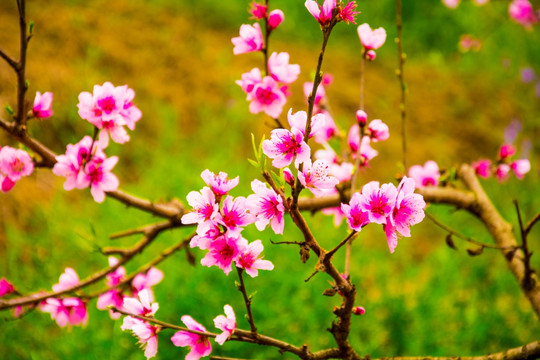 桃花