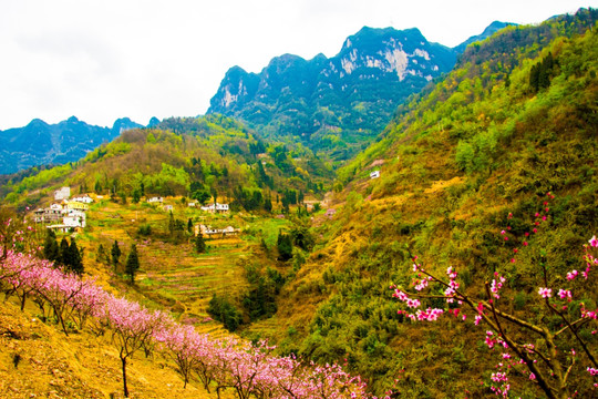 桃花 大山
