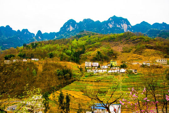 山村 桃花