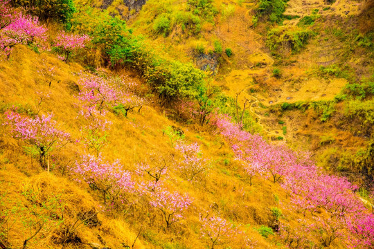 桃花
