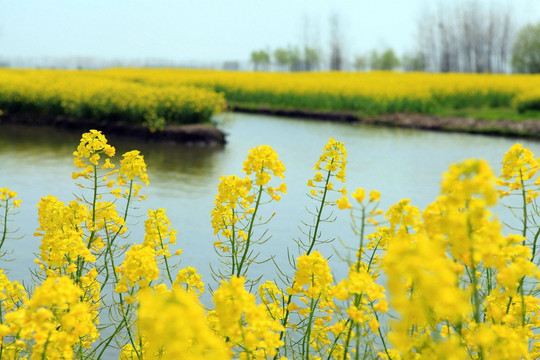 油菜花