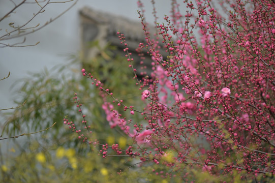 古窗与竹子梅花