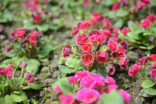 小红花 银边小花