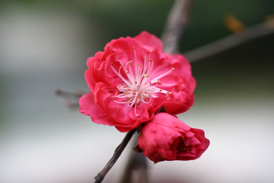 樱花特写