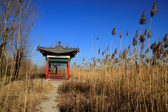 马踏湖湿地公园