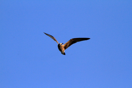 黑尾鸥