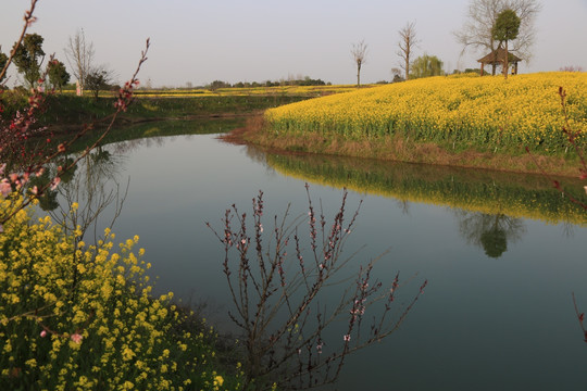 油菜花 花海