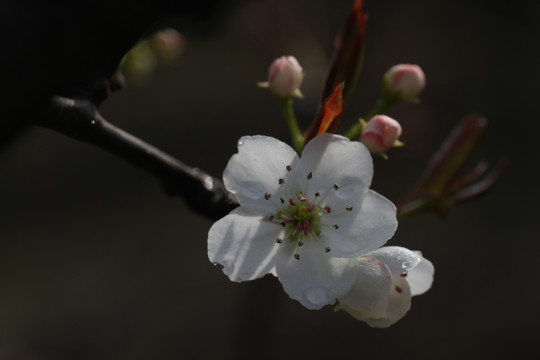 梨花  花蕊