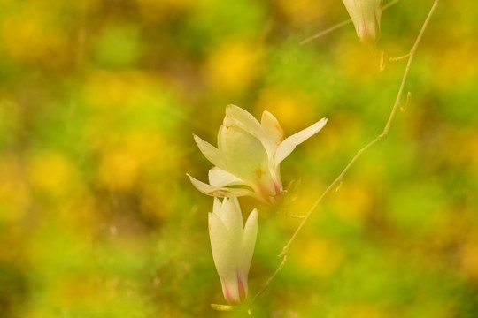 玉兰花