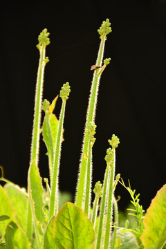 植物生长