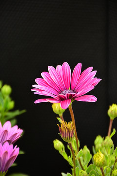 非洲菊高清壁纸