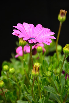 非洲菊高清壁纸