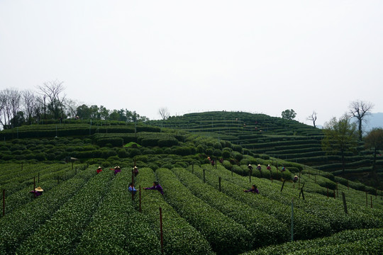 西湖龙井 茶山