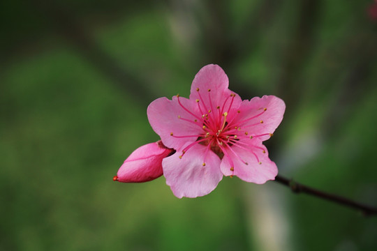 桃花